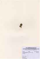 藏品(直立絨扇藻)的圖片